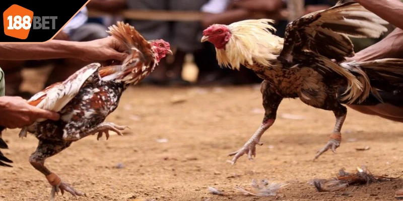 Người chơi có thể lựa chọn nhiều nhà cái uy tín để theo dõi trận đấu