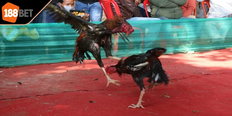 Luật đá gà đòn giúp người xem nắm bắt diễn biến trận đấu