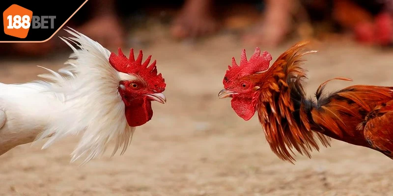 Việc nắm rõ luật chơi đá gà online là điều cần thiết