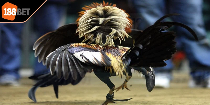 Đá gà online là phiên bản hiện đại của các trận đấu chiến kê truyền thống