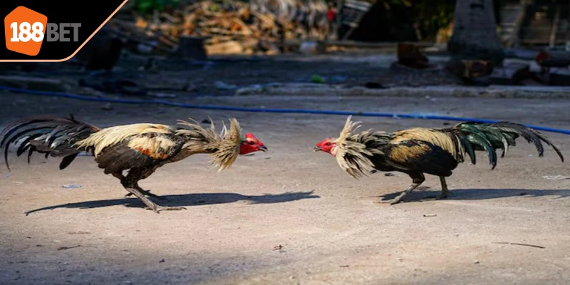 Áp dụng nguyên tắc tương sinh tương khắc khi chơi đá gà tre