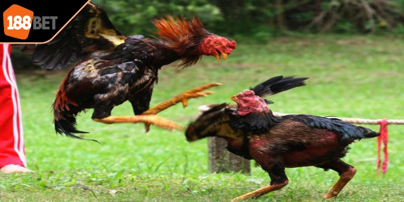 Đá gà tre sử dụng chiến kê nhỏ, nhanh nhẹn linh hoạt trong các trận đấu.