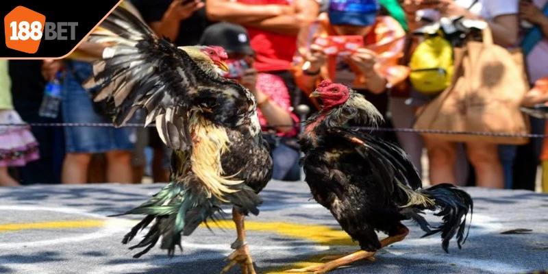 Trận đấu đá gà trực tuyến Campuchia thường đi kèm hệ thống thống kê chi tiết