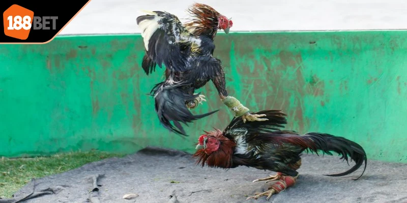 Hướng dẫn tham gia đá gà trực tuyến Campuchia rất đơn giản dễ hiểu