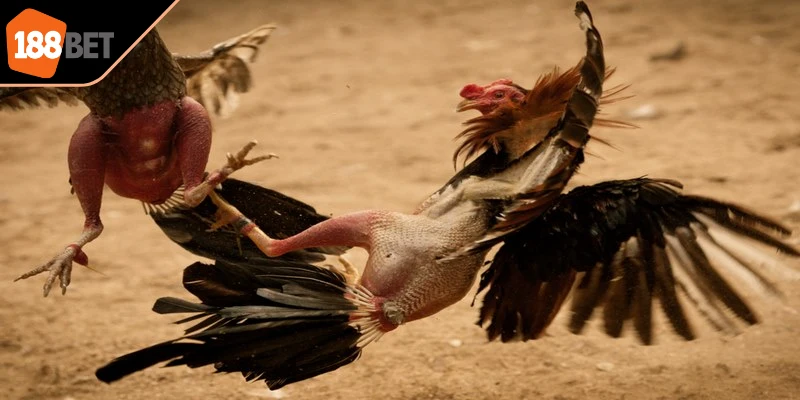 Đá gà trường Thomo là hình thức thi đấu trực tiếp các chiến kê