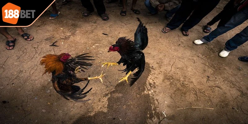 Mẹo tối ưu chiến thắng tại đá gà trường Thomo dành cho anh em