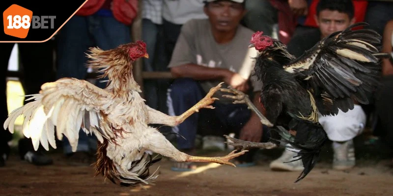 Một vài hình thức đá gà trường Thomo phổ biến hiện nay